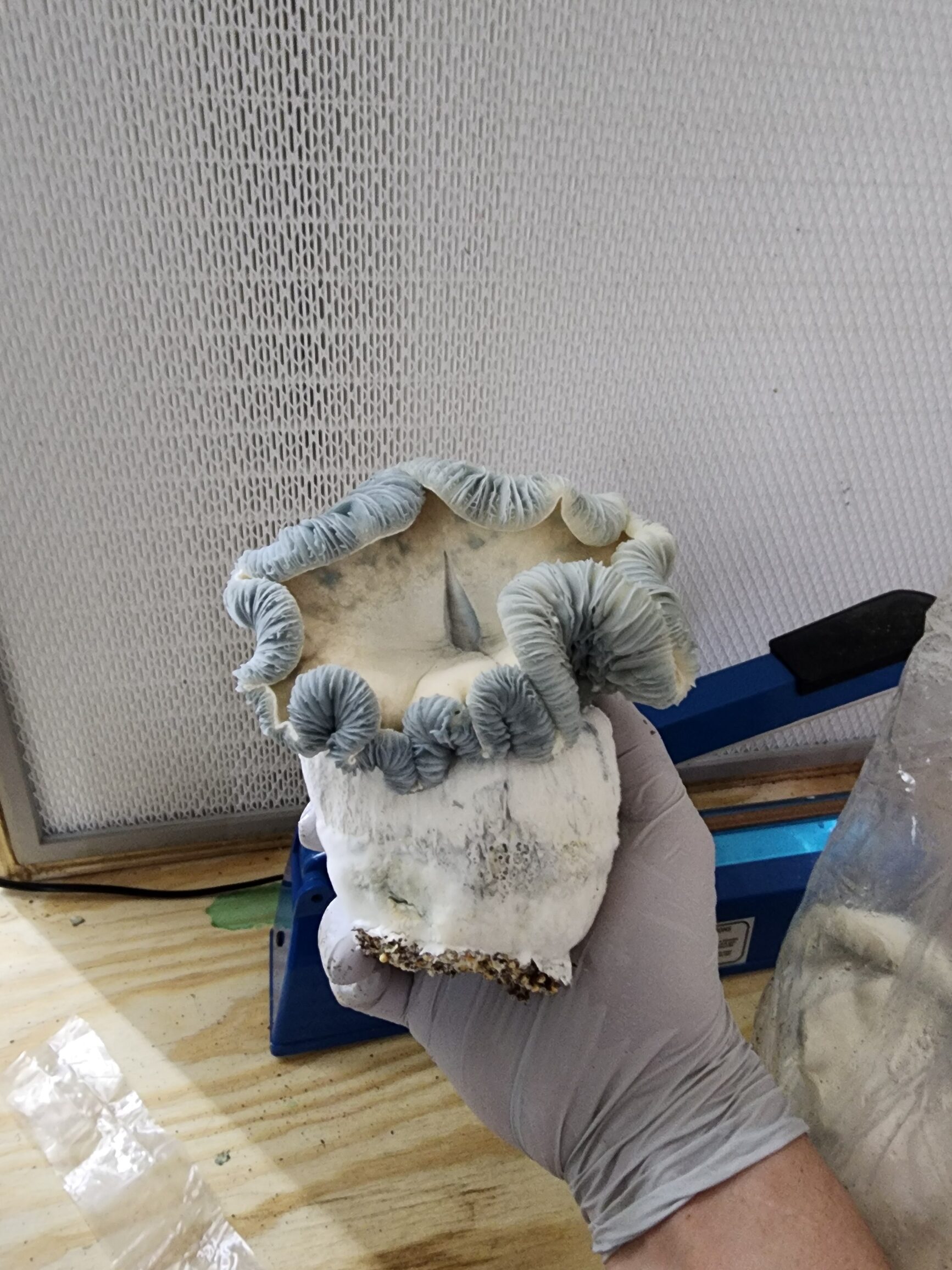 Leucistic DC Mak x Shakti F3 291 Research Plate - Image 2