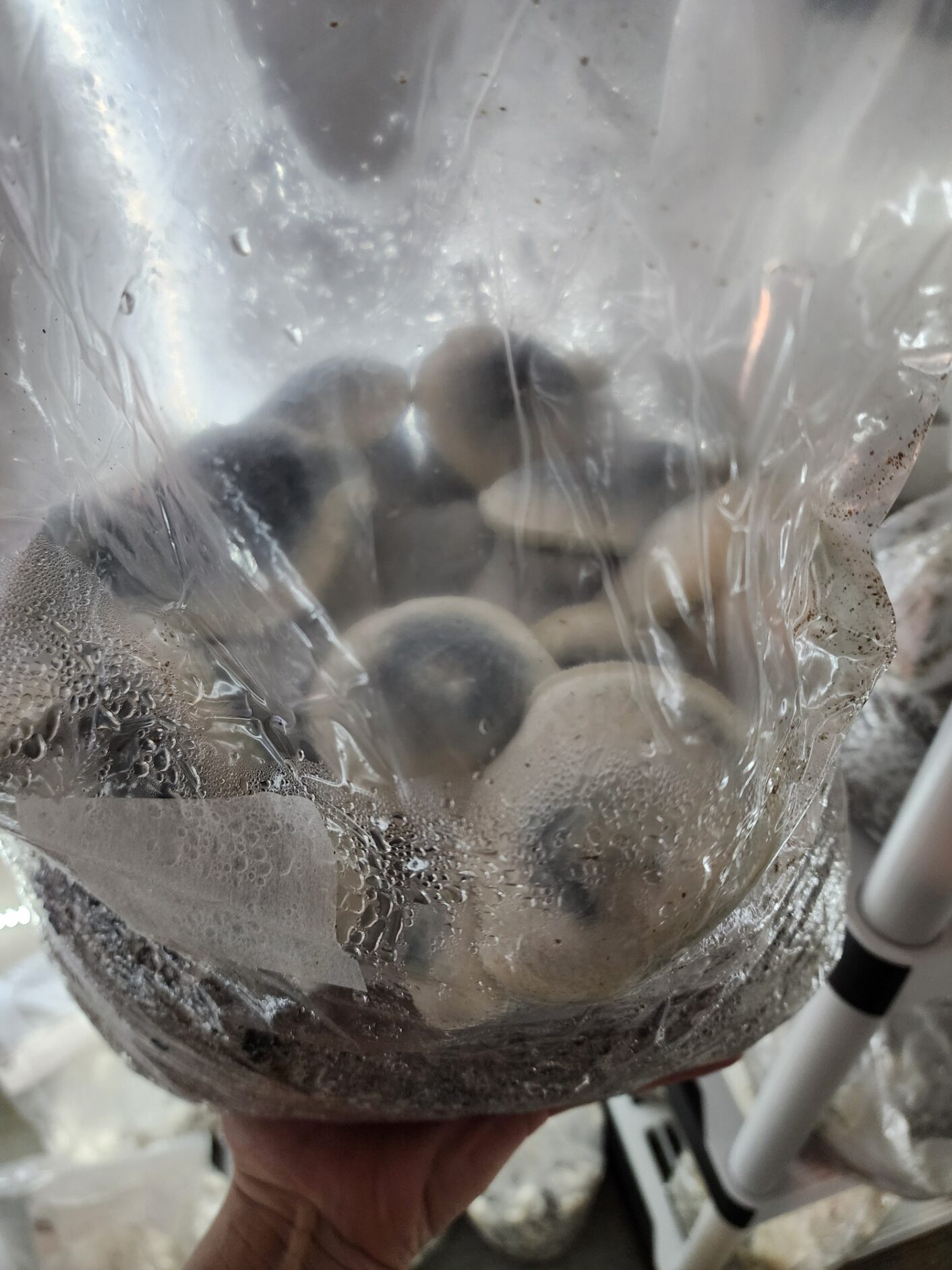 Flying TP Black Cap 225 Research Plate - Image 2