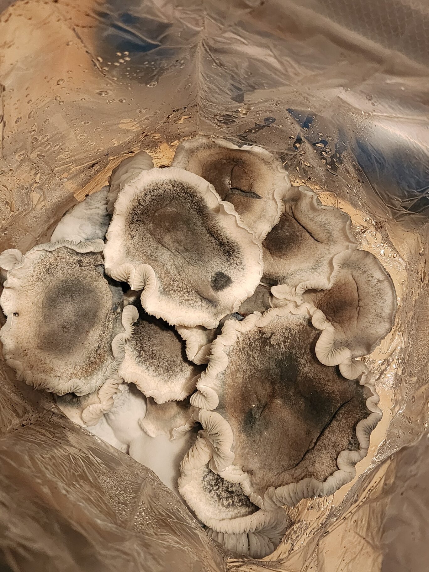 Flying TP Black Cap 225 Research Plate - Image 3