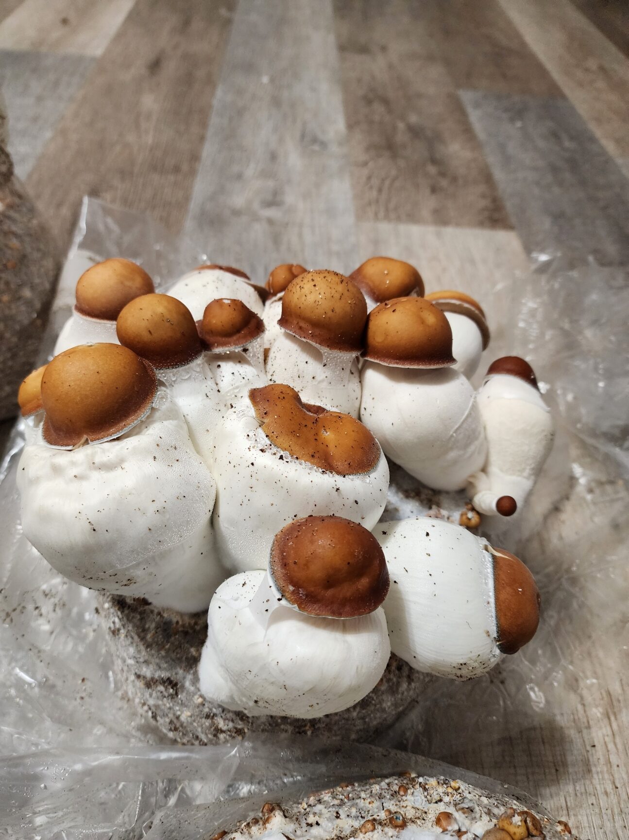 Dc Mak x Shakti F3 373 Research Plate - Image 2