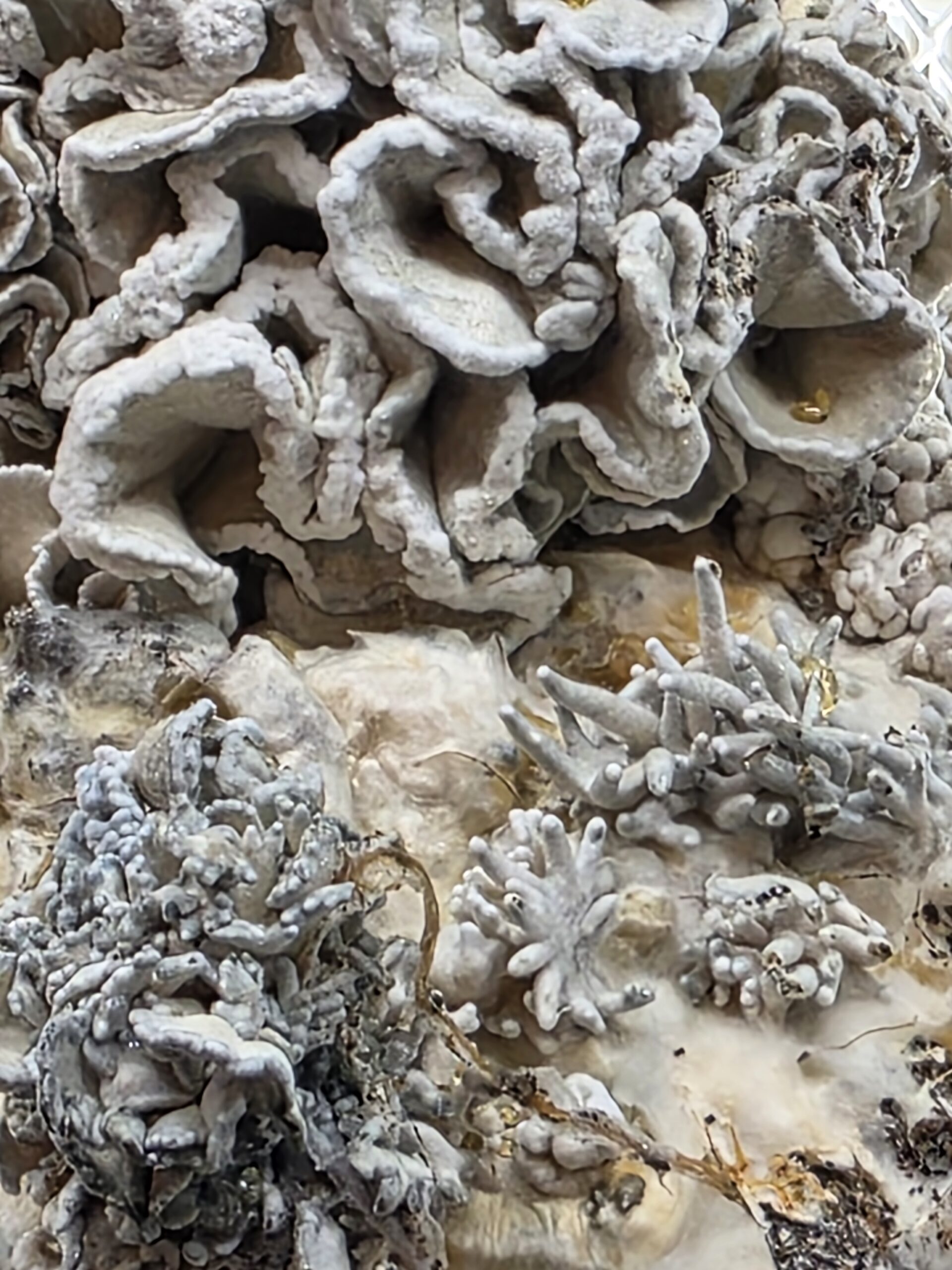 Hydra Heads Research Plate - Image 5