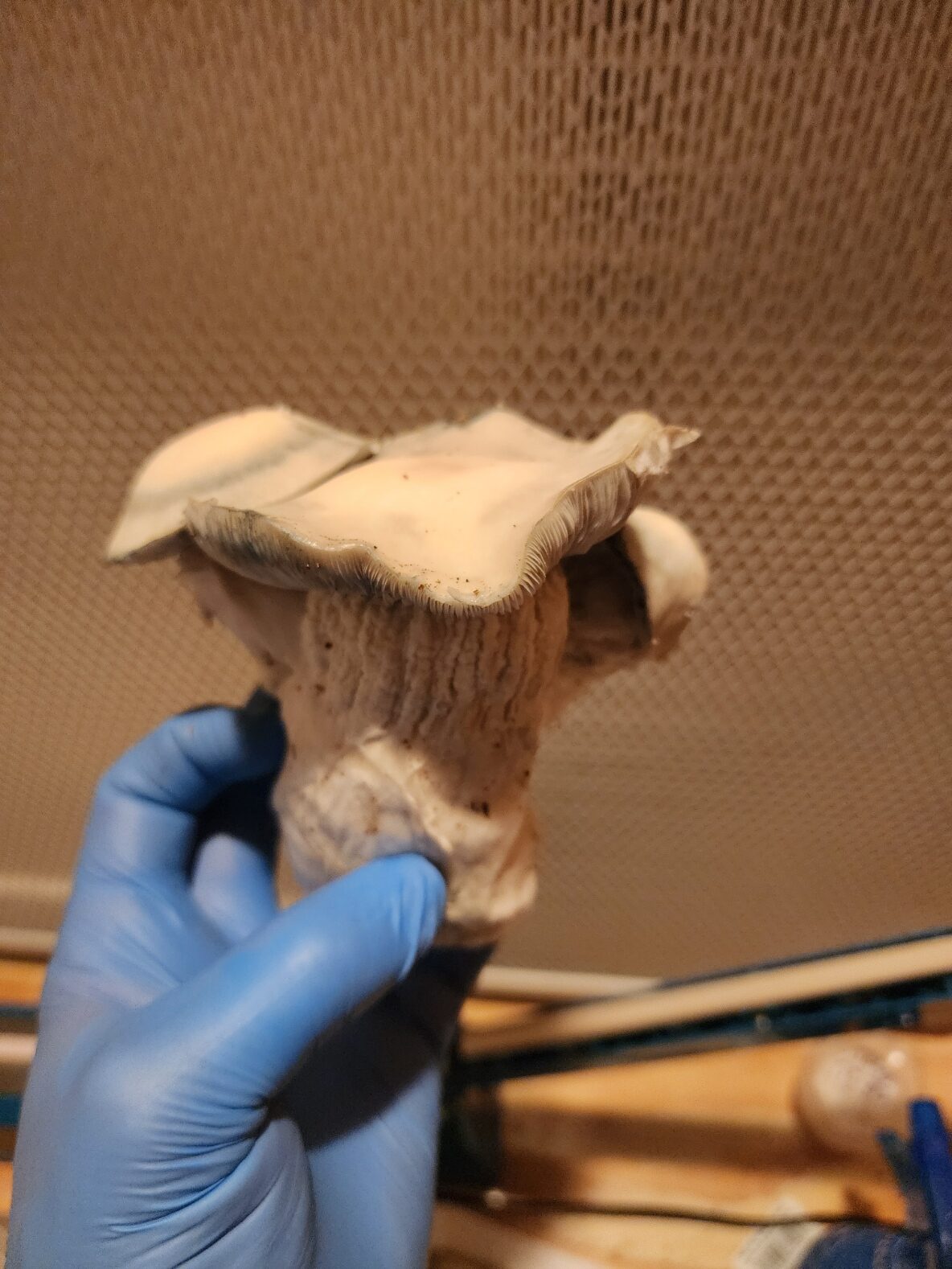 Albino Riptide Research Plate - Image 3