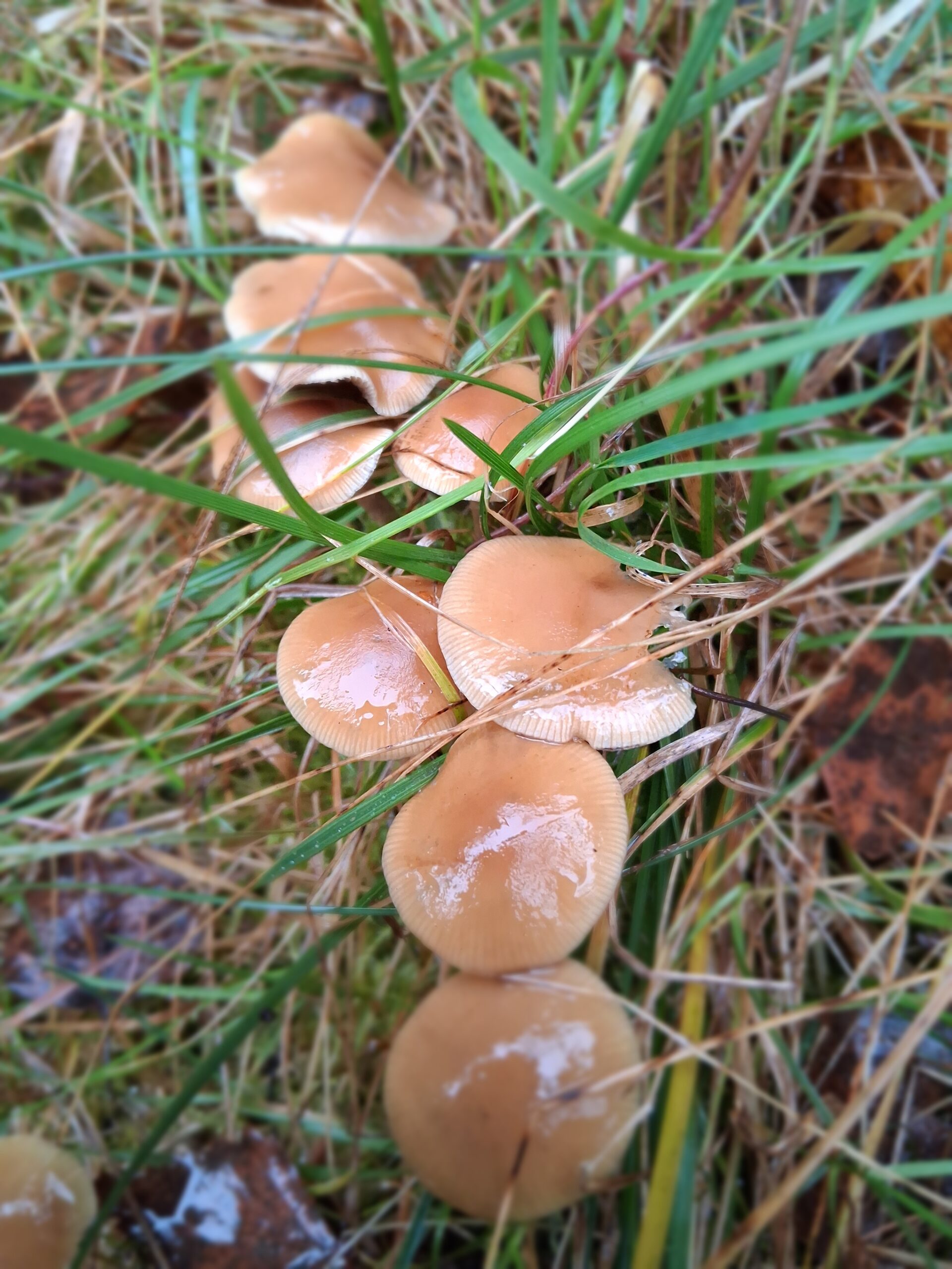 Psilocybe Serbica Var. Bohemica Spore Swab Set - Image 2