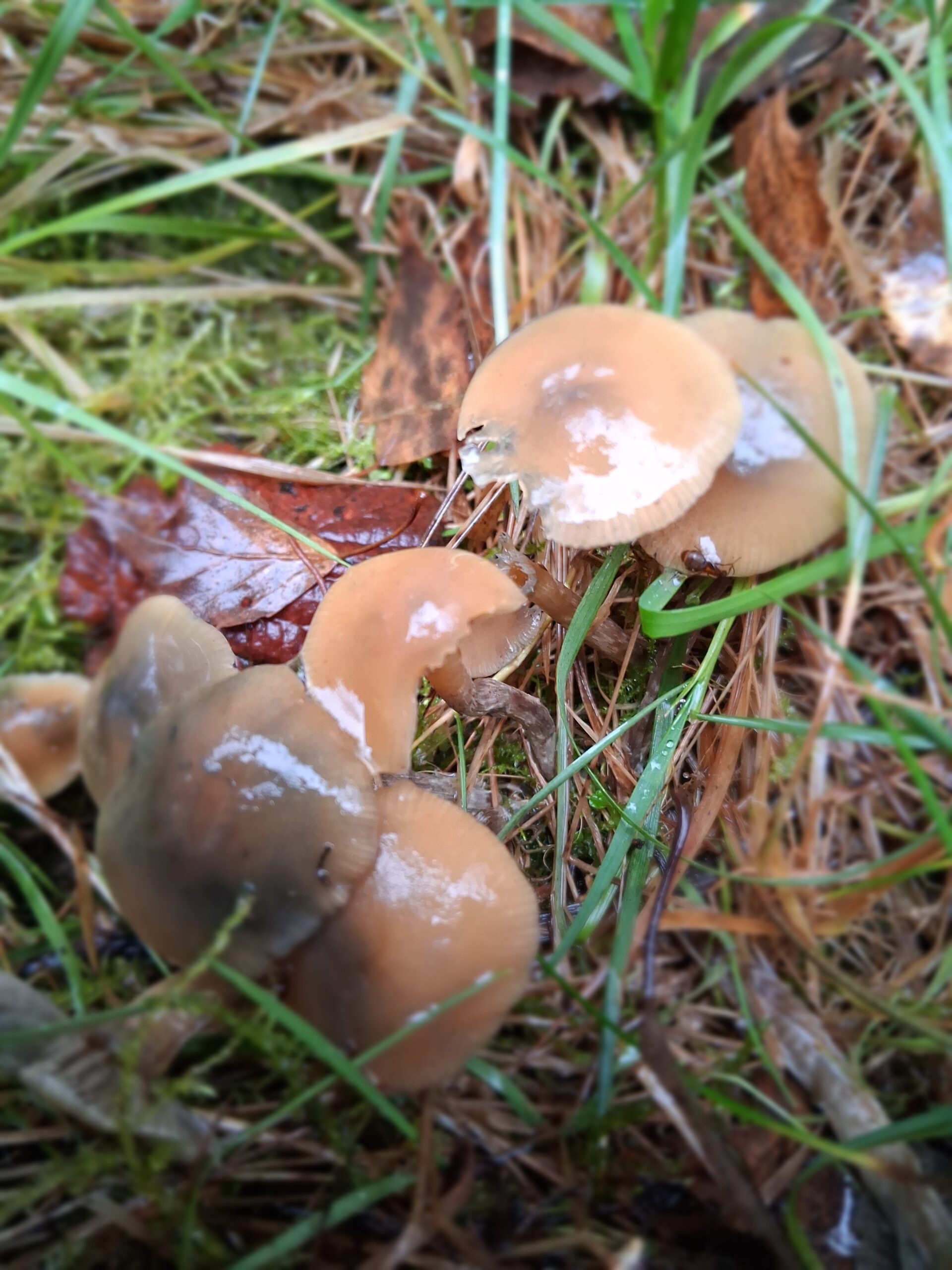 Psilocybe Serbica Var. Bohemica Spore Swab Set - Image 5