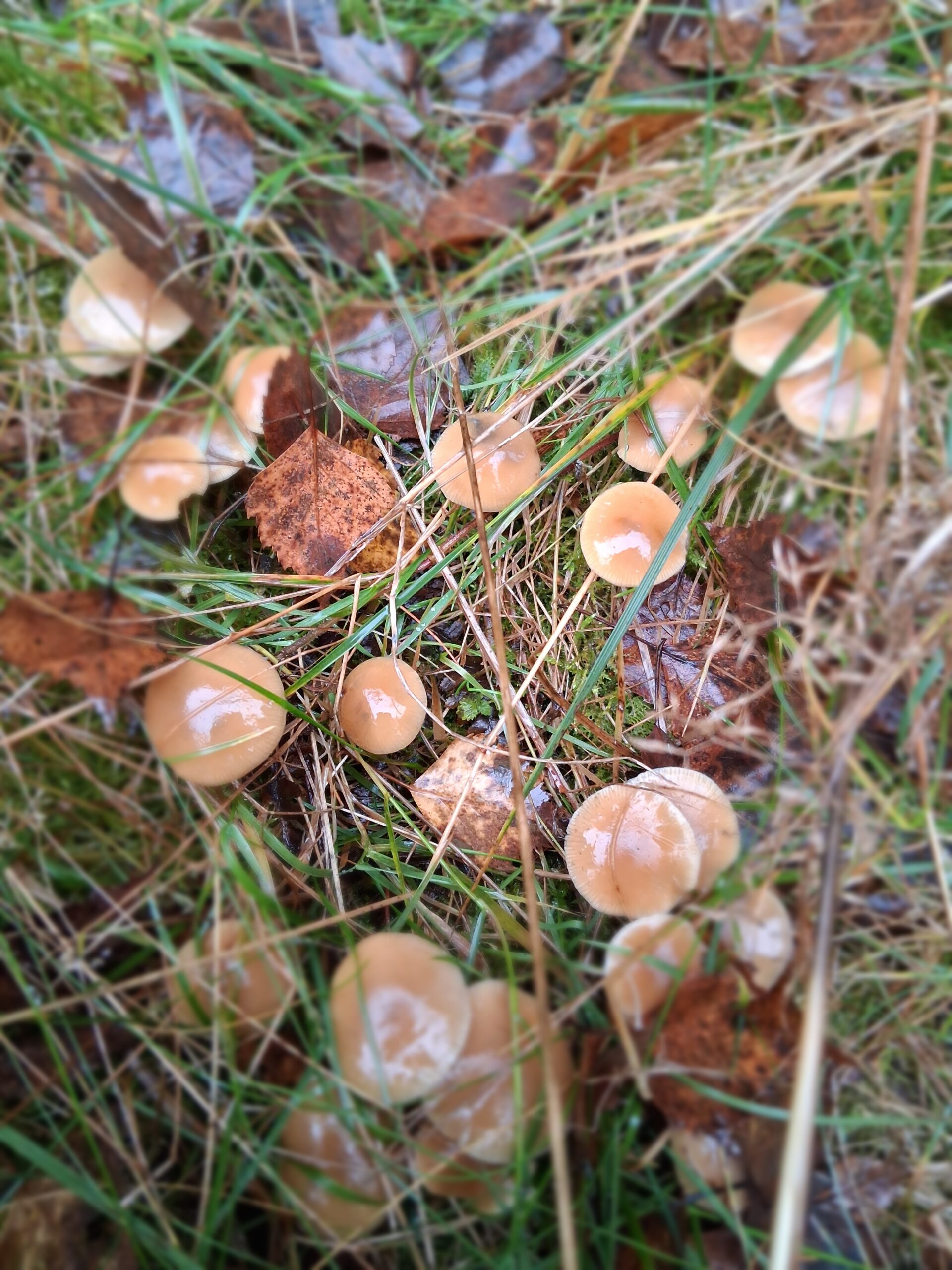 Psilocybe Serbica Var. Bohemica Spore Swab Set - Image 4