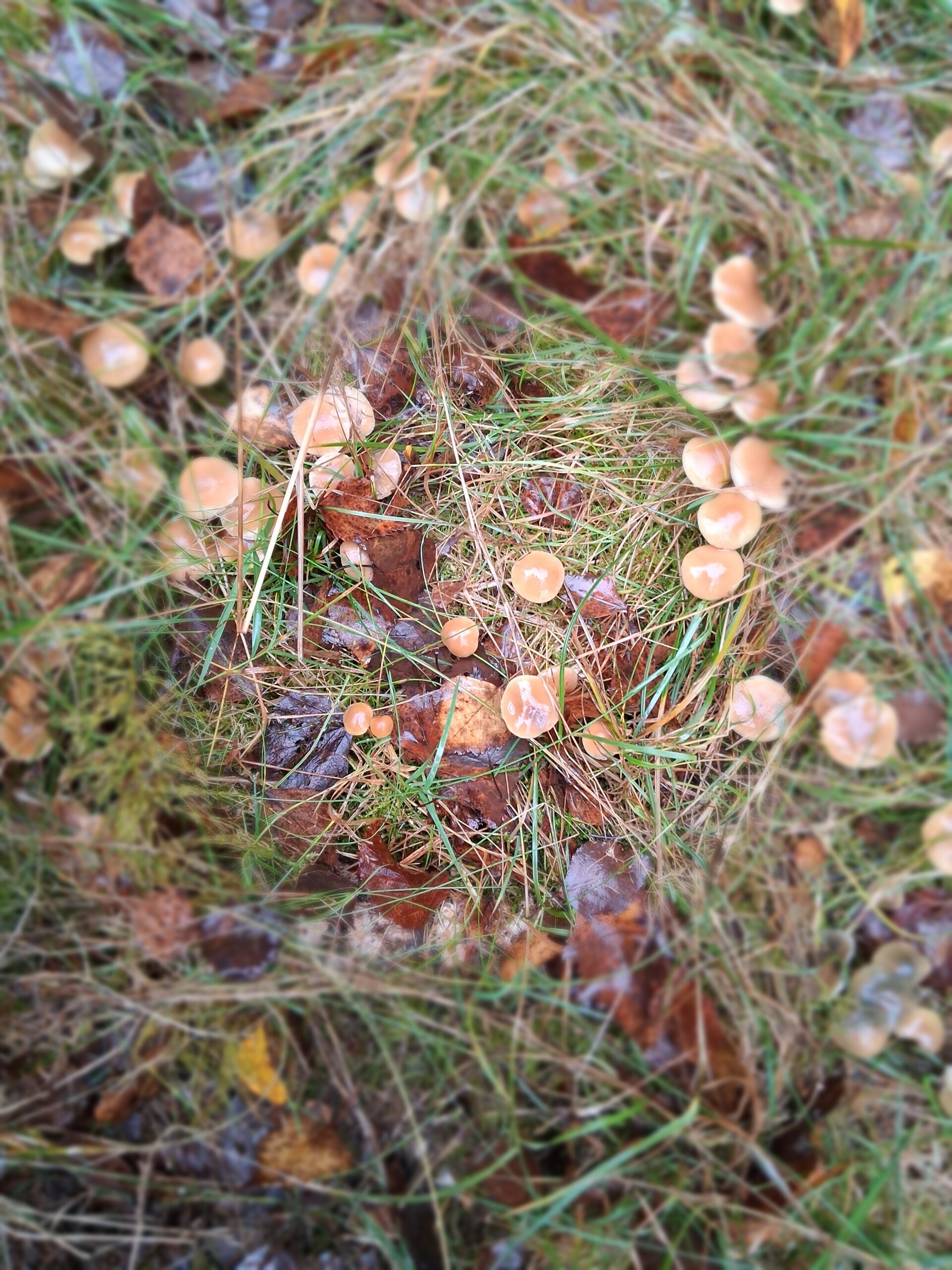 Psilocybe Serbica Var. Bohemica Spore Swab Set - Image 3