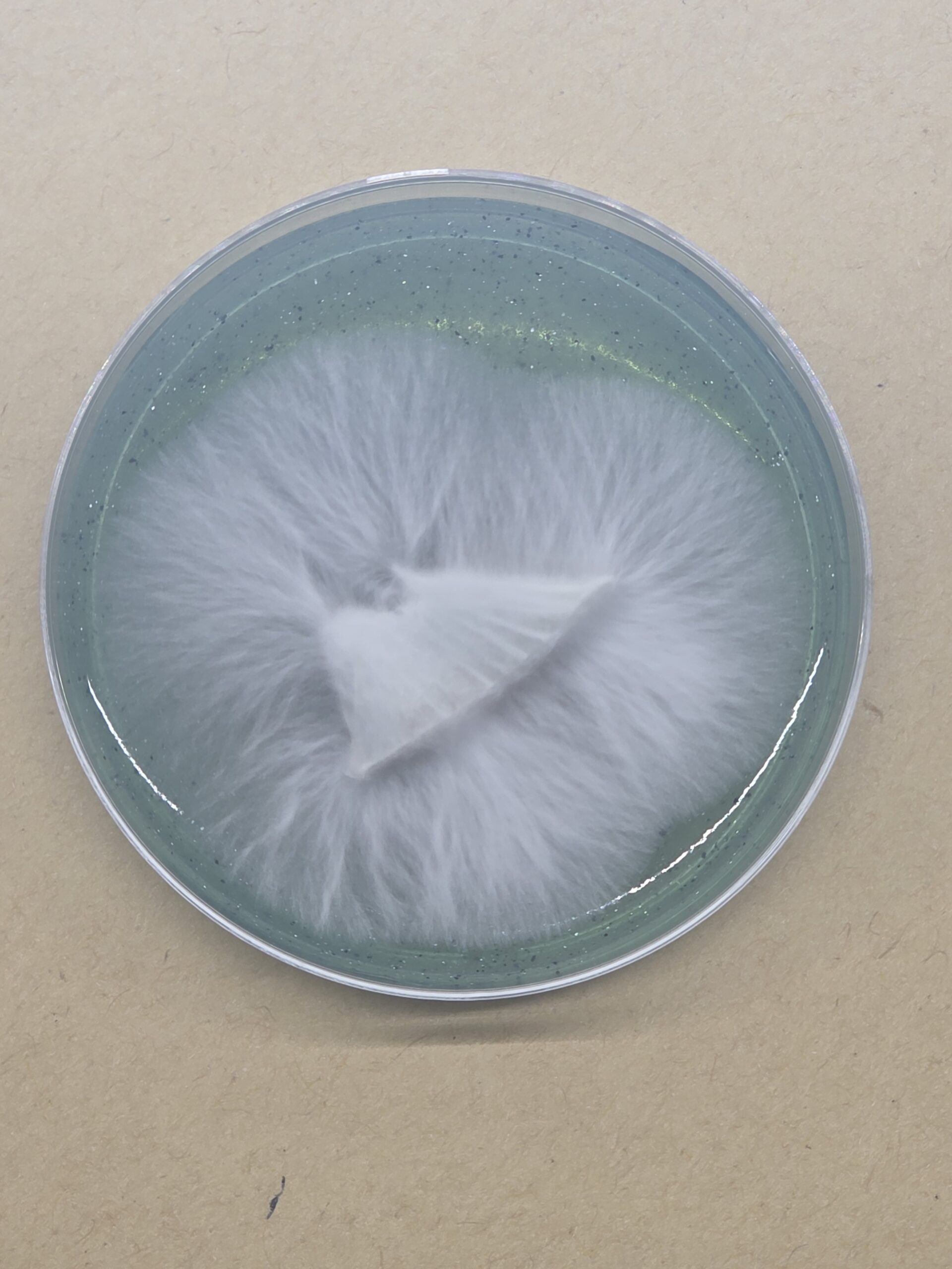 IceBilly Research Plate - Image 4