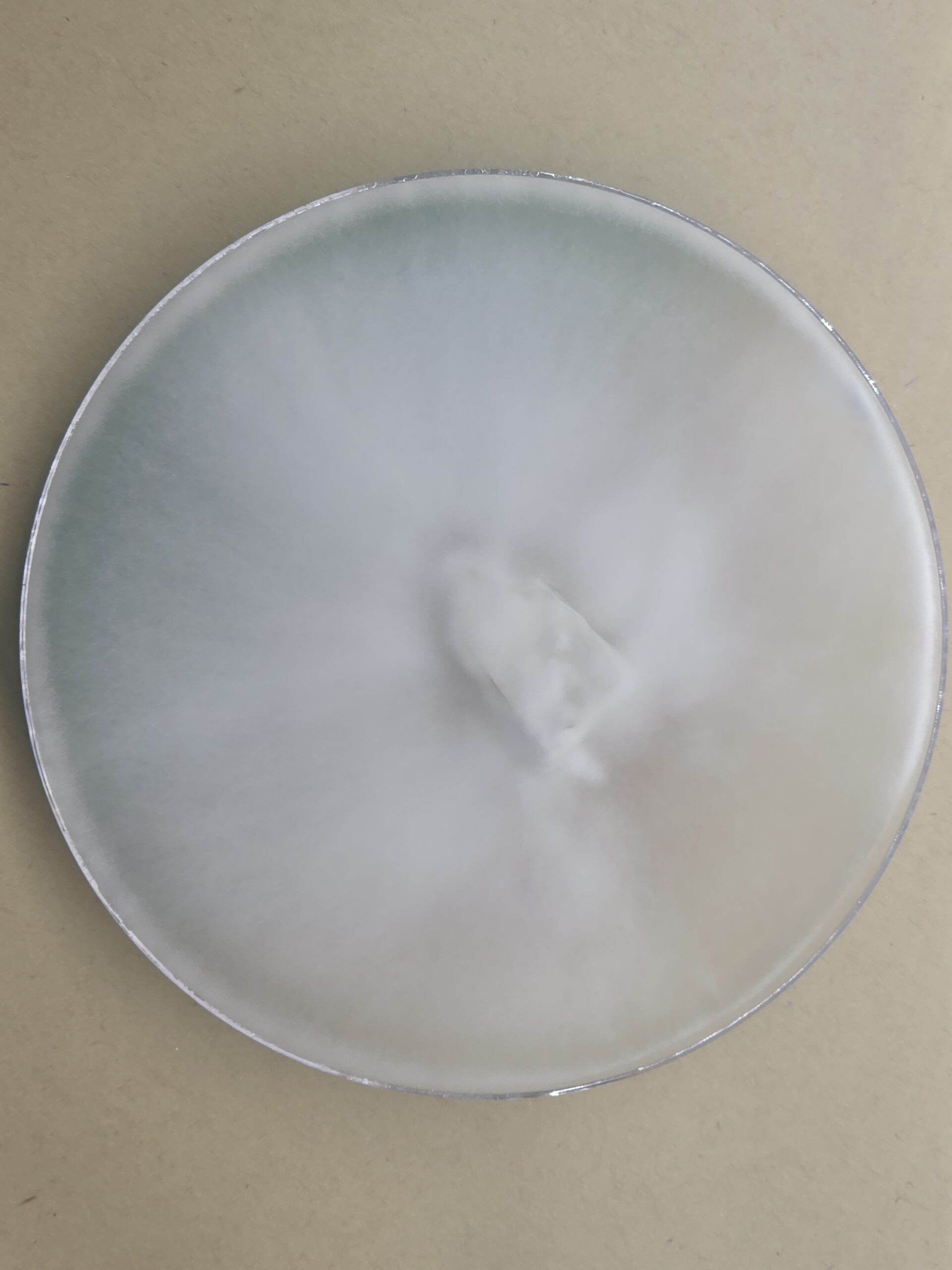 Lulu Monokaryon Isolate Research Plate - Image 3