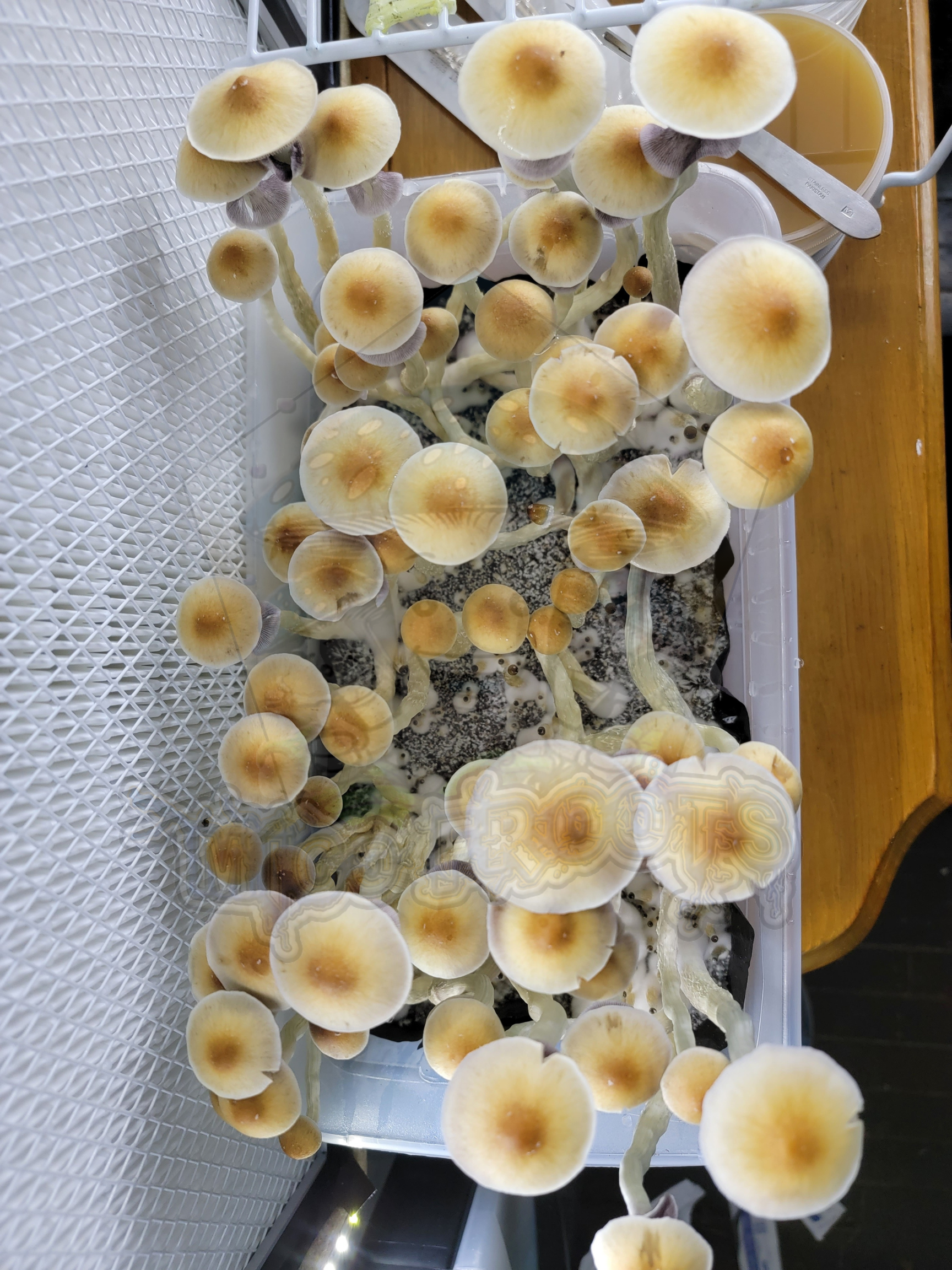 Lulu Research Syringe - Image 5