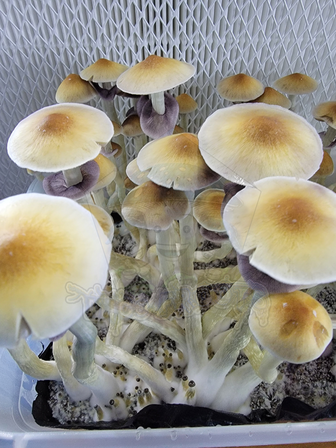 Lulu Research Syringe - Image 2