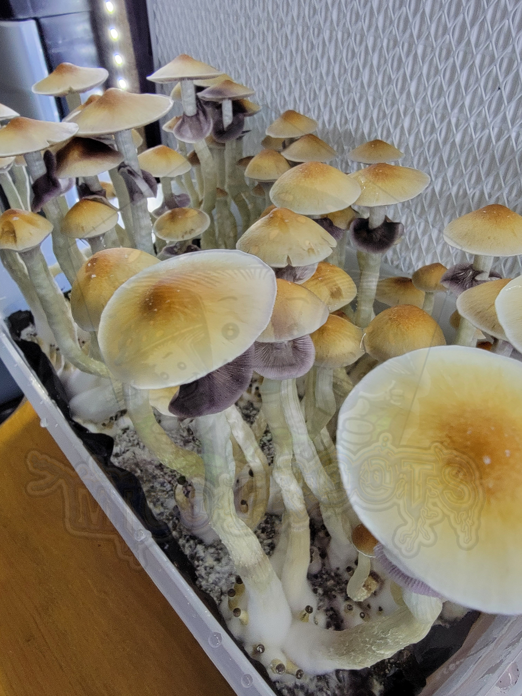 Lulu Research Syringe - Image 3