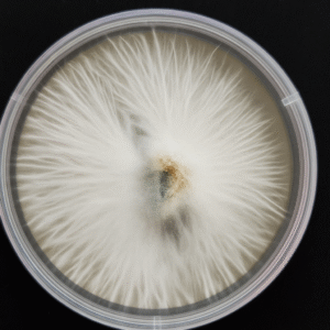 Albino Bluey Vuitton Research Plate