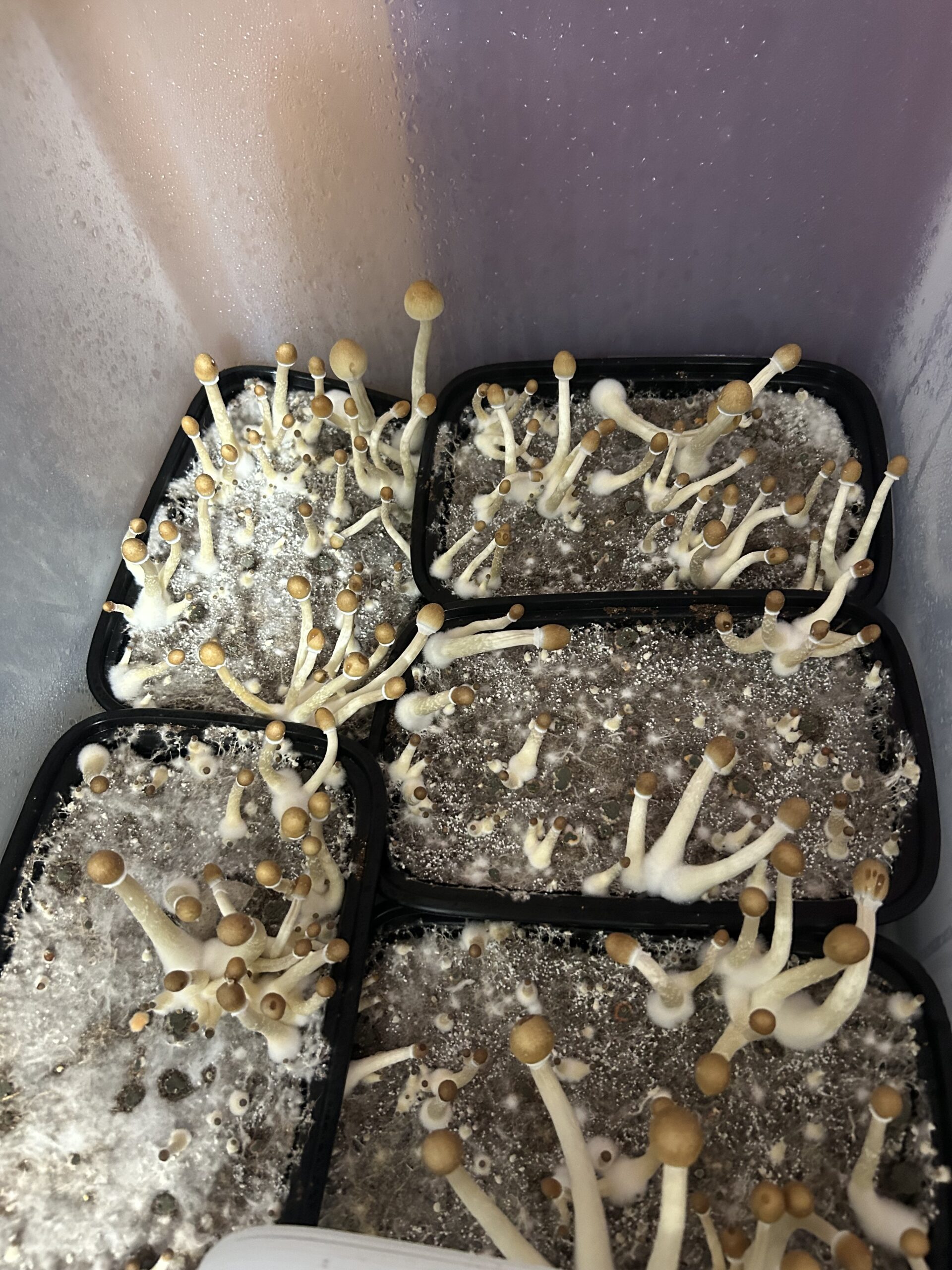 Mak Daddy Research Spore Print - Image 4