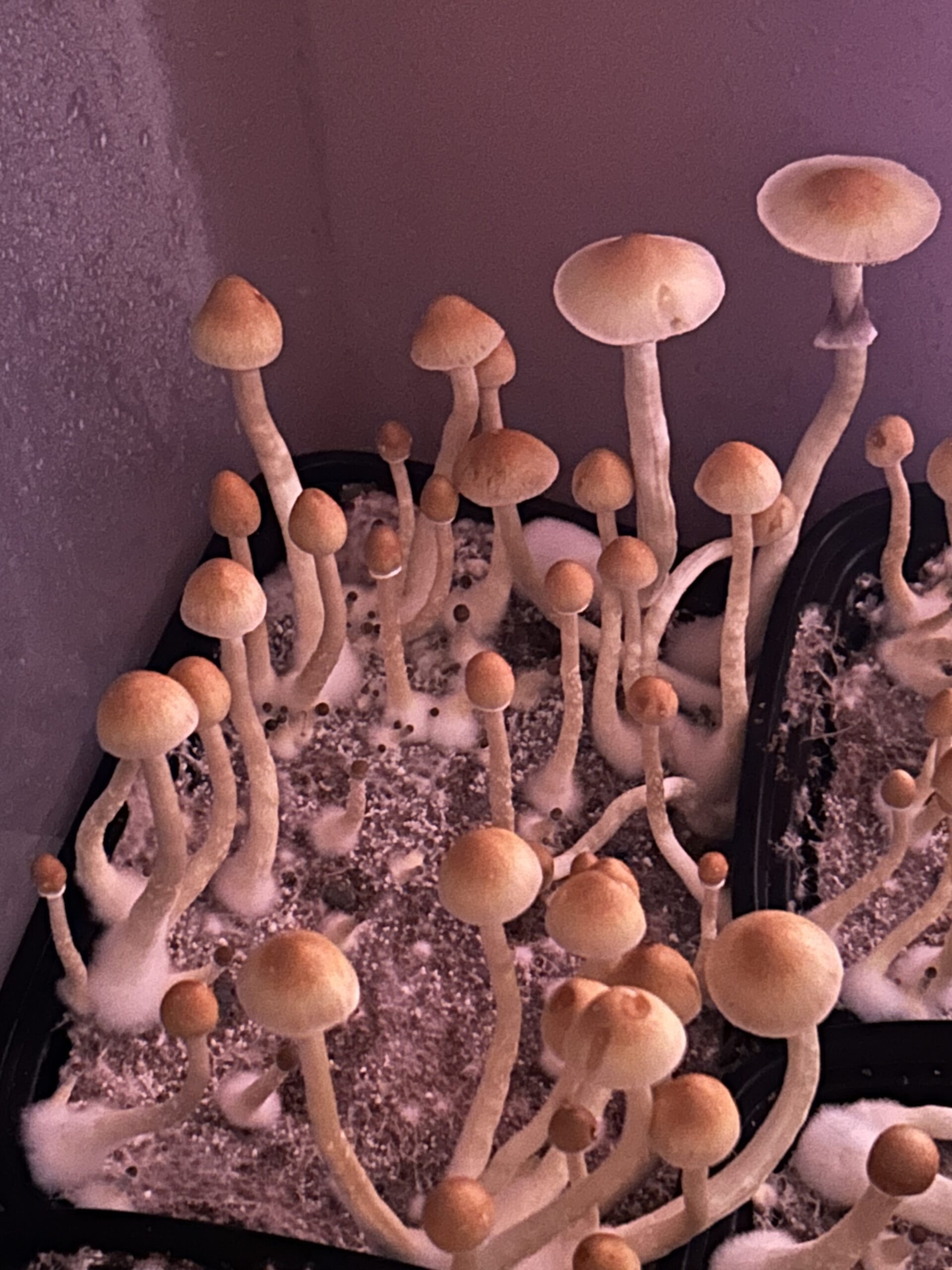 Mak Daddy Research Spore Print - Image 3