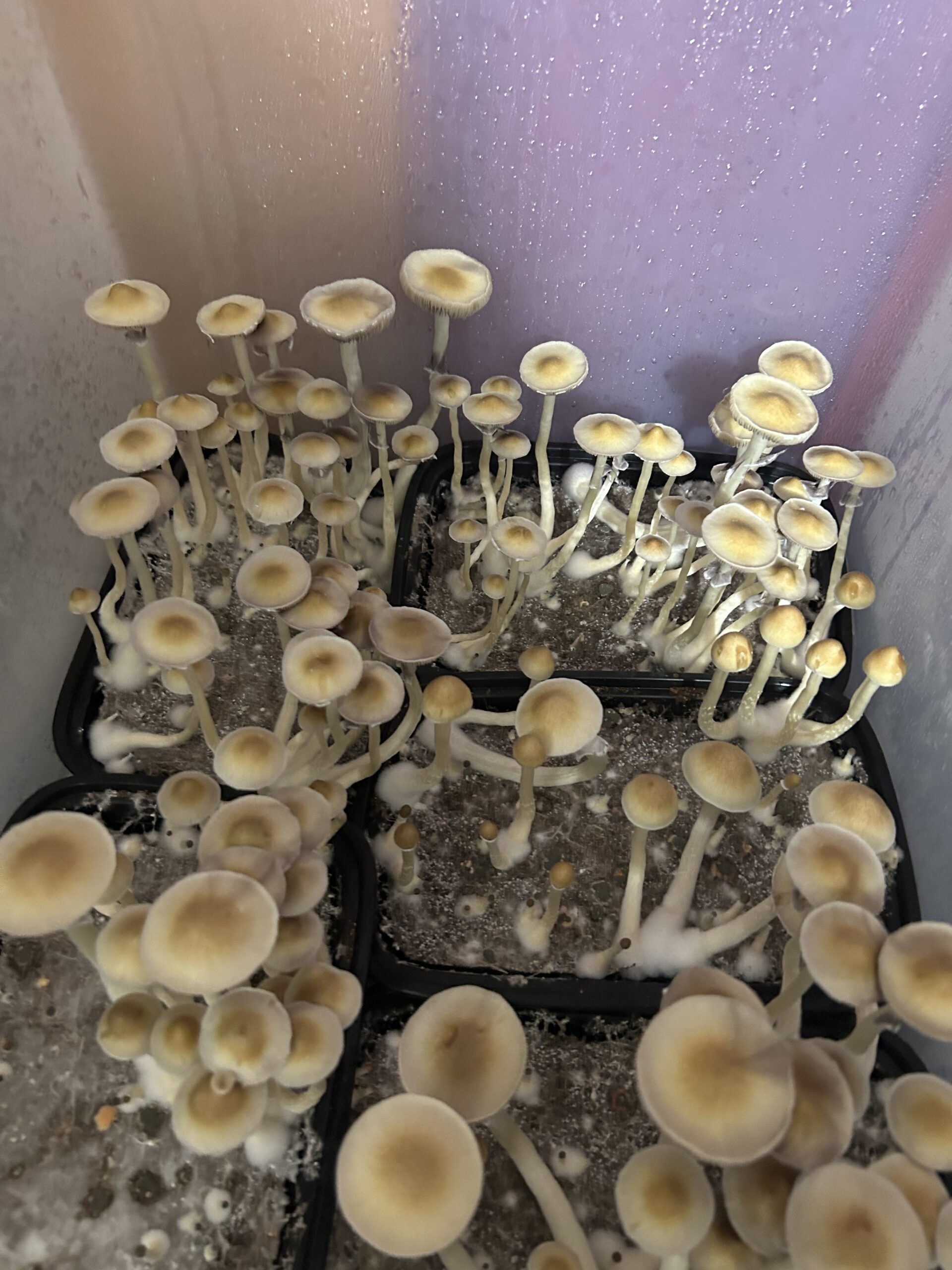 Mak Daddy Research Spore Print - Image 2