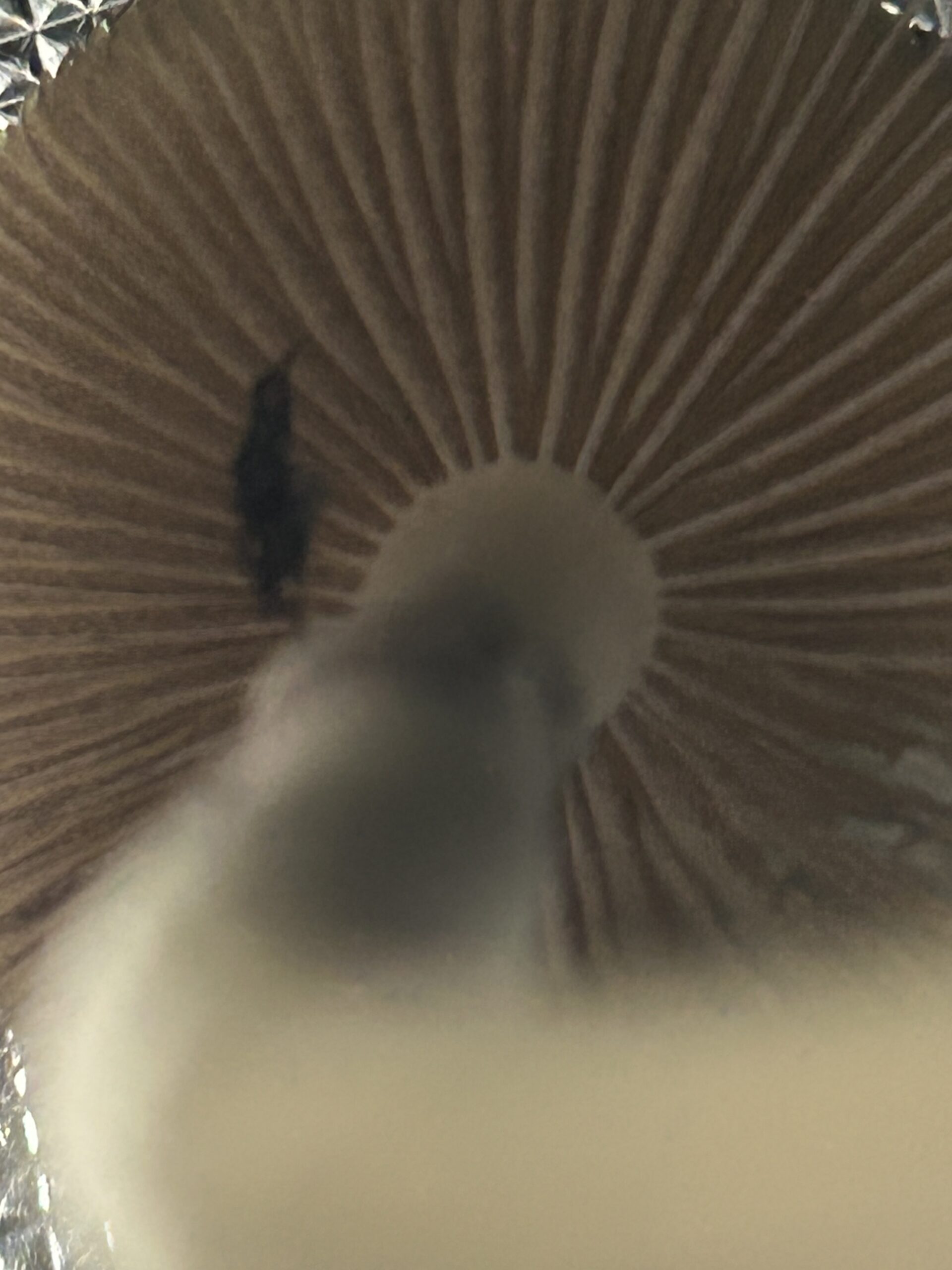 Mak Daddy F2 Research Plate - Image 4