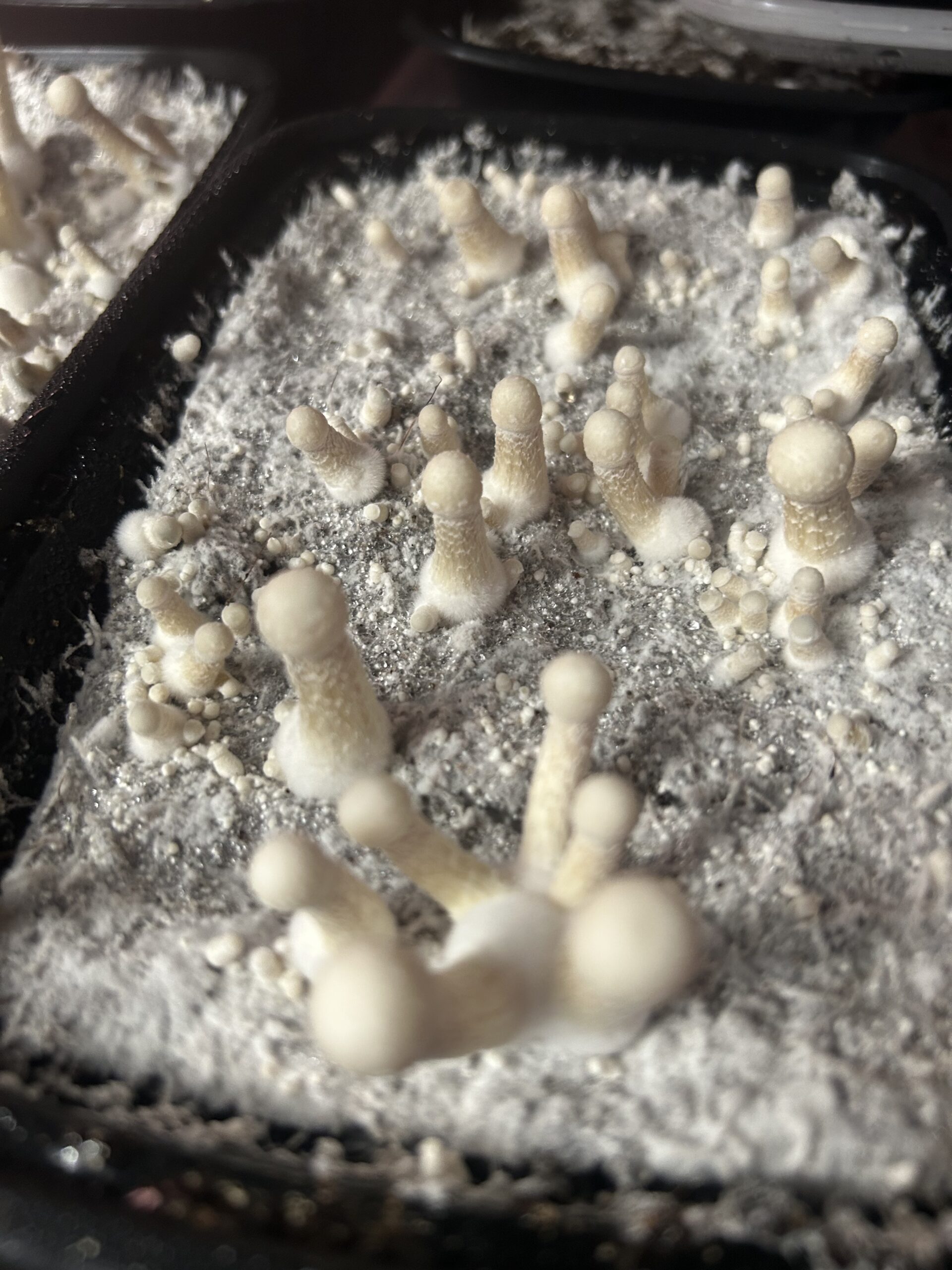 Osiris Research Spore Print - Image 4