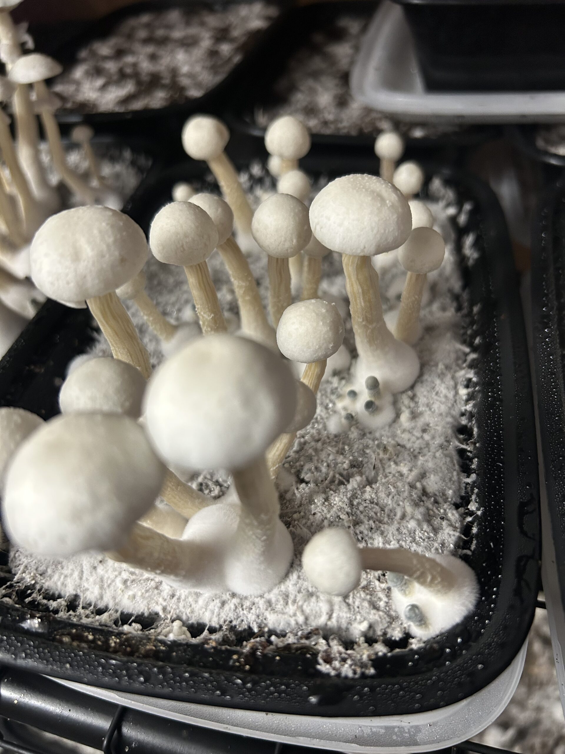 Osiris Research Spore Print - Image 3