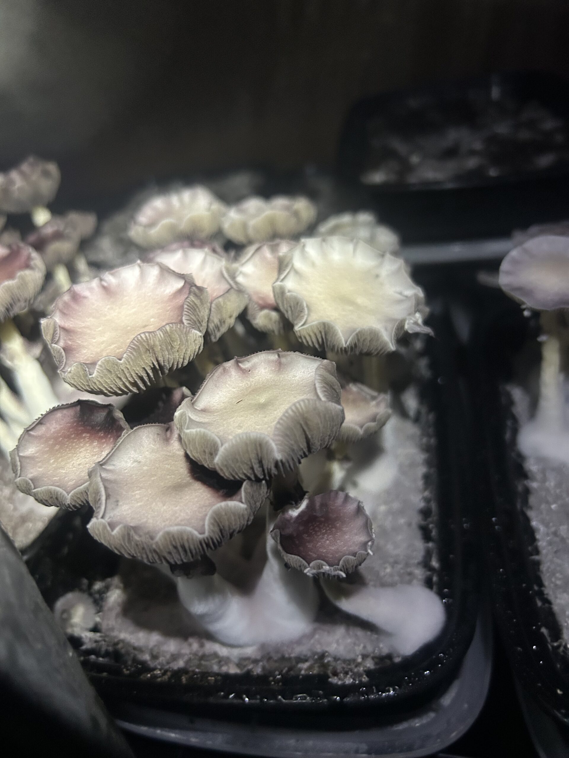 Osiris Research Spore Print - Image 2