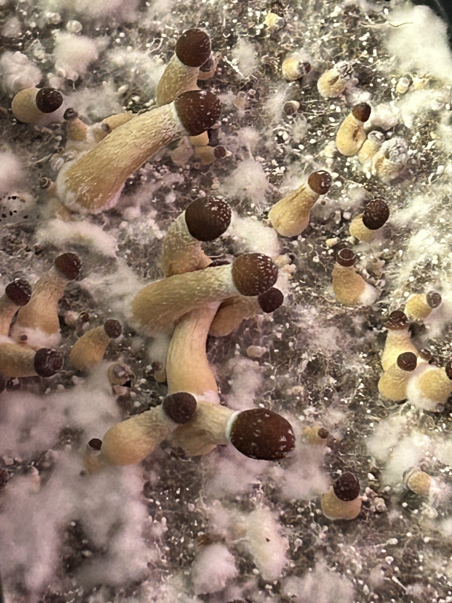 RedBoy Research Swab Set - Image 3