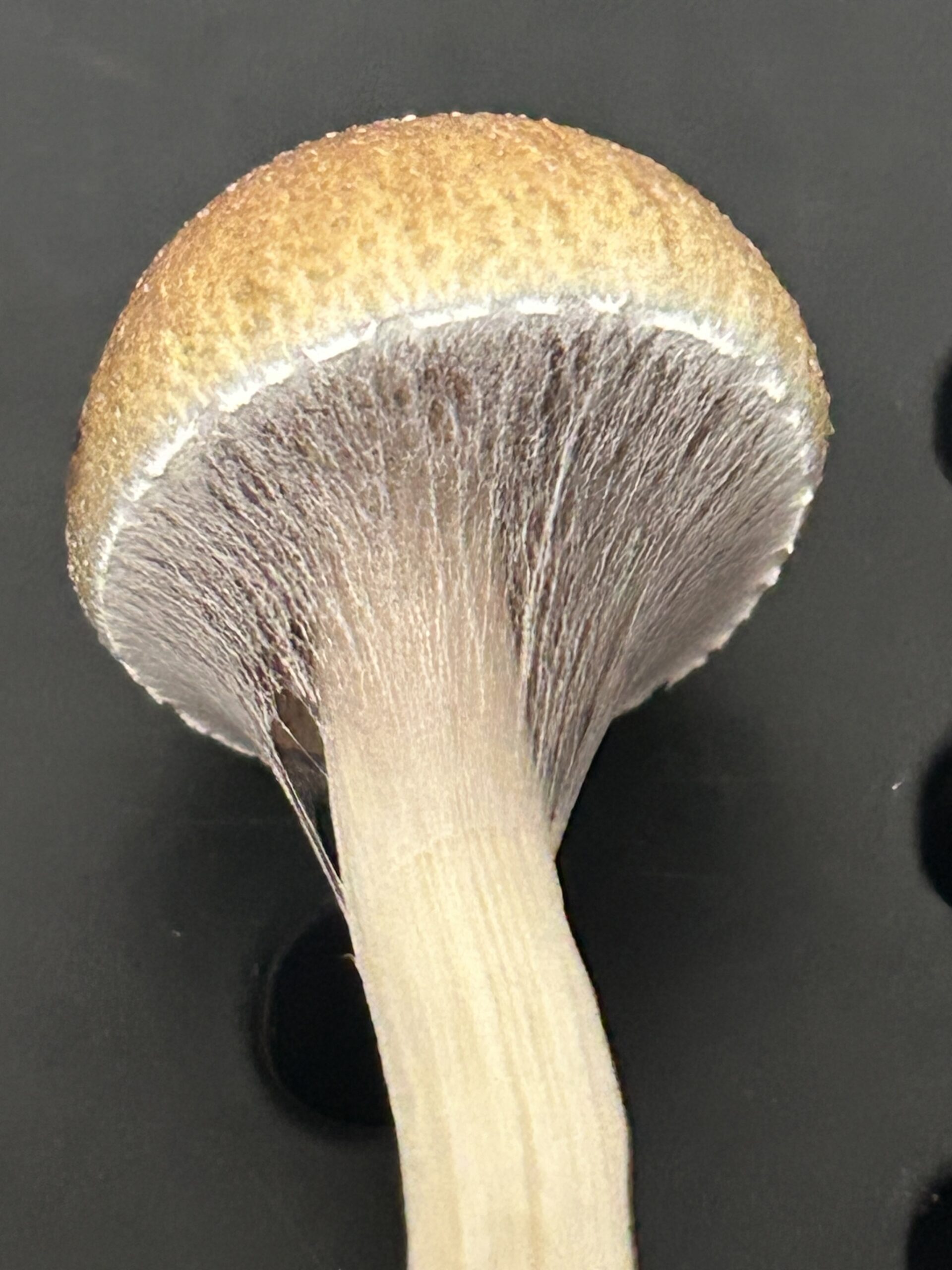 RedBoy Research Swab Set - Image 2