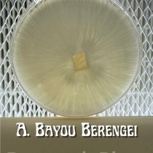 Albino Bayou Berengei Research Plate