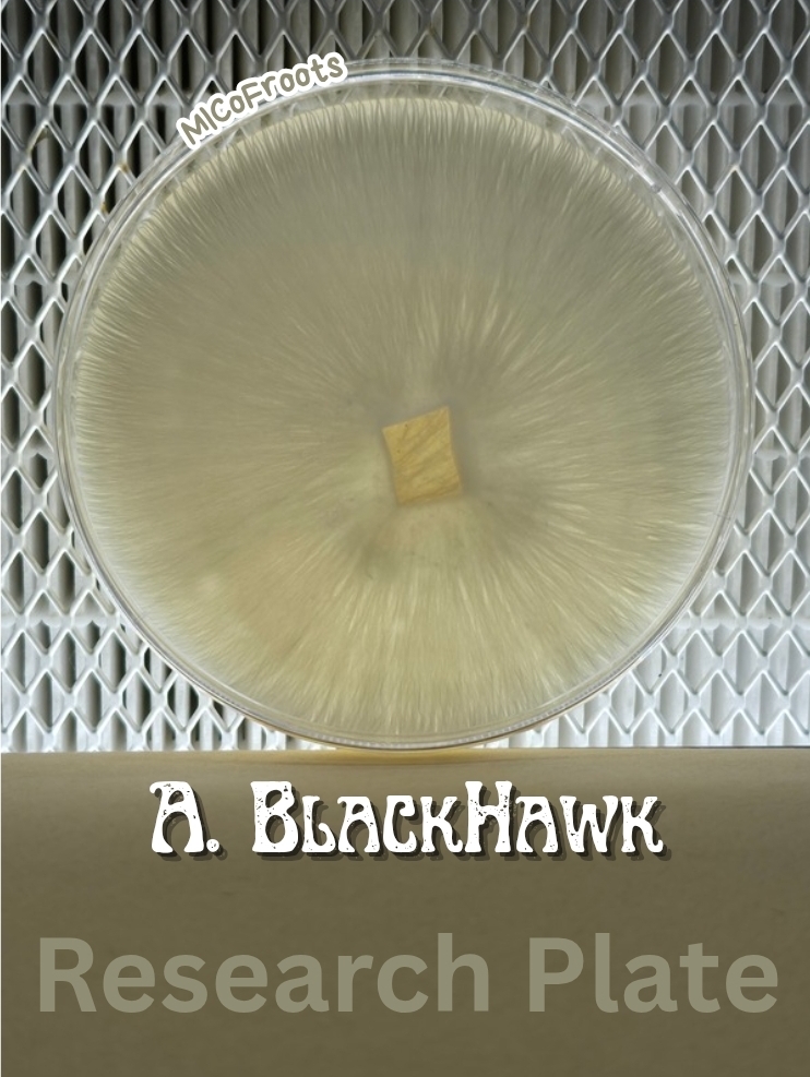 Albino Blackhawk Research Plate