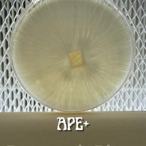 Albino Penis Envy Plus (APE+) Research Plate