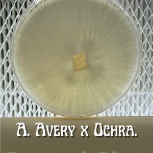 Albino Avery x P. Ochraceocentrata Research Plate