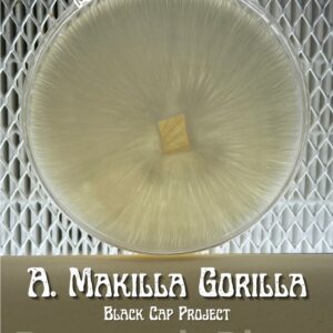 Albino Makilla Gorilla BCP Research Plate