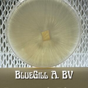 Bluegill ABV Research Plate