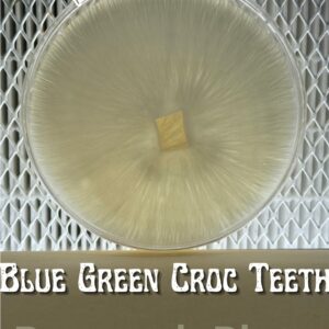 Blue Green Croc Teeth Research Plate