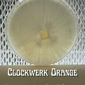 Clockwerk Orange Research Plate