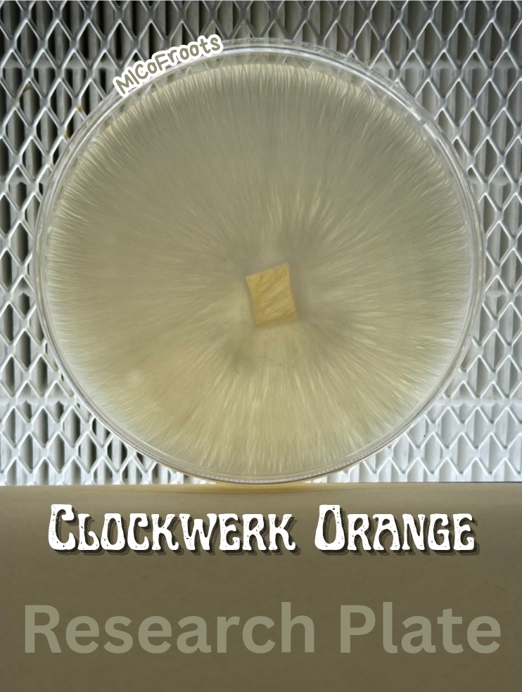 Clockwerk Orange Research Plate