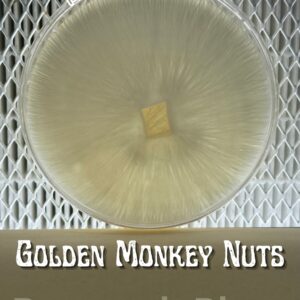 Golden Monkey Nuts Research Plate