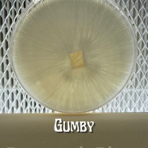 Gumby Research Plate