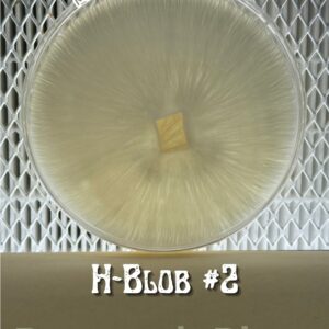 H-Blob #2 Research Plate