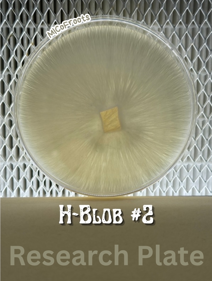 H-Blob #2 Research Plate