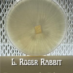 Leucistic Roger Rabbit