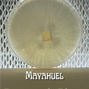 Mayahuel Research Plate