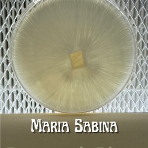 Maria Sabina Research Plate