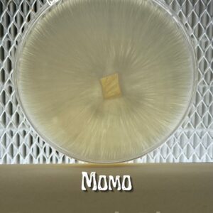 Momo Research Plate