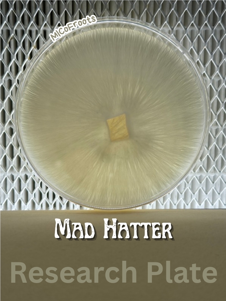 Mad Hatter Research Plate