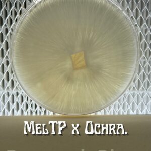 Melmak Thick Penis x Ochraceocentrata Research Plate