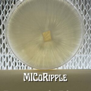 MICoRipple Research Plate