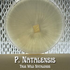 "TRUE" Psilocybe Natalensis Research Plate