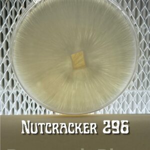 Nutcracker 296 Research Plate
