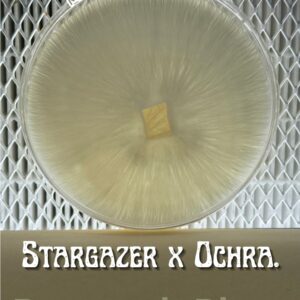 Stargazer x Ochraceocentrata Research Plate