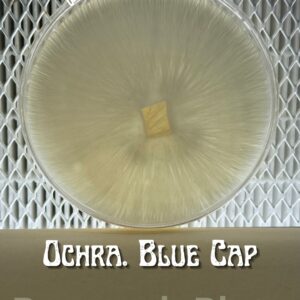 Ochraceocentrata Blue Cap Research Plate