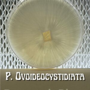 Psilocybe Ovoideocystidiata Research Plate